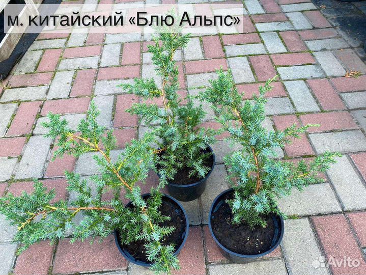 Можжевельник