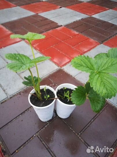 Рассада клубники, в стаканах, посадка до мороза