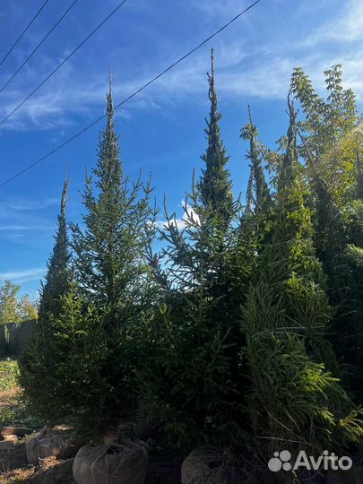Живые сосны и ели 2,5 метра