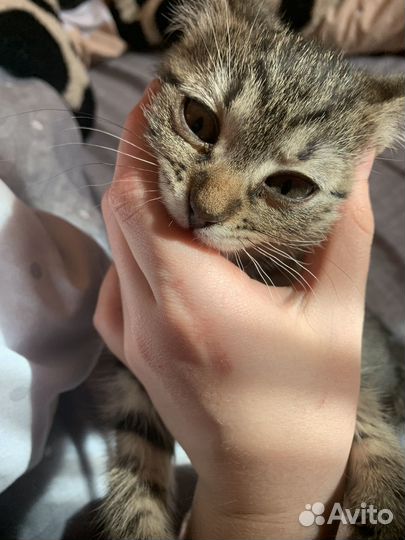 Котик в добрые руки
