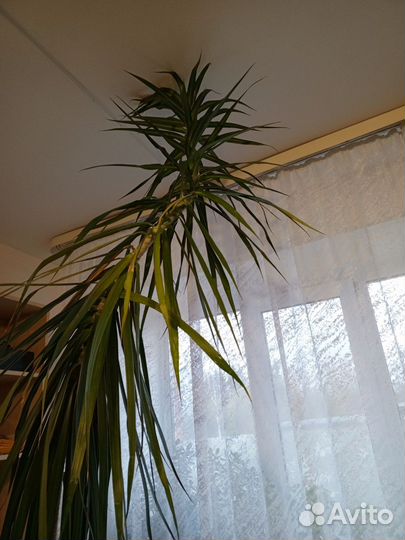 Пальма драцена