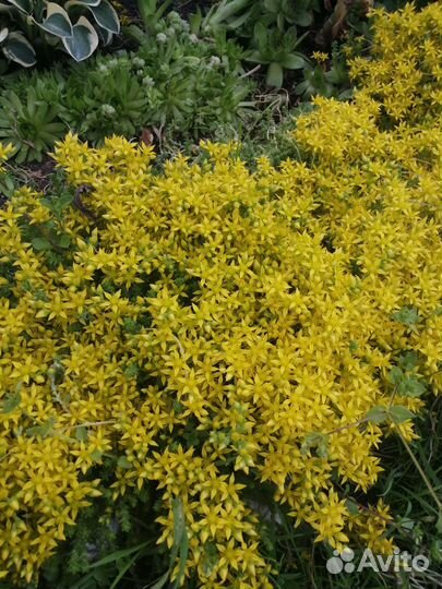 Голубой почвопокровник