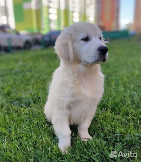 Золотистый ретривер