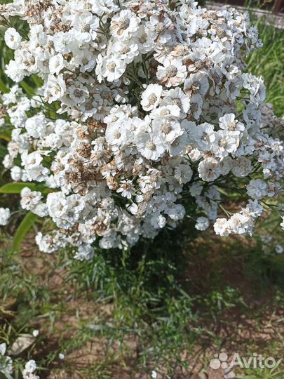 Цветы для сада