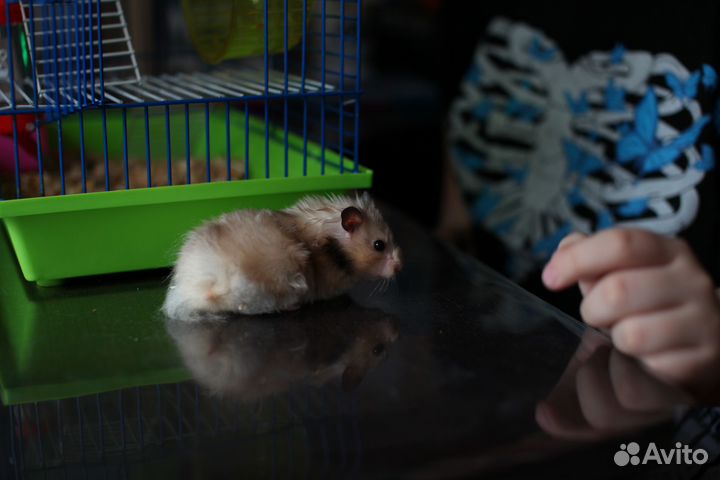 Сирийский хомяк