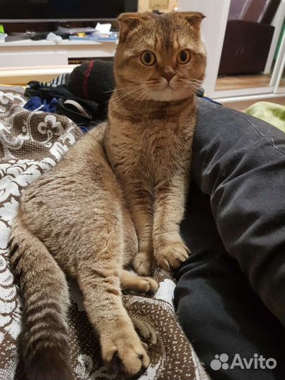 Шотландский кот на вязку