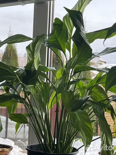 Спатифиллум