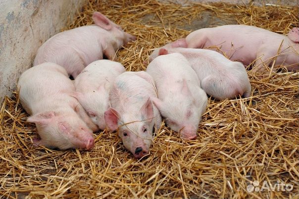 Поросята