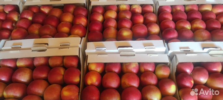 Яблоки оптом в кбр