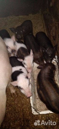 Поросята помесь