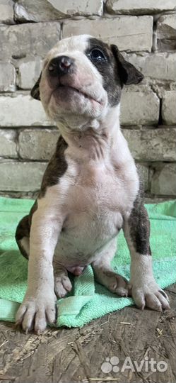 Щенки питбультерьера