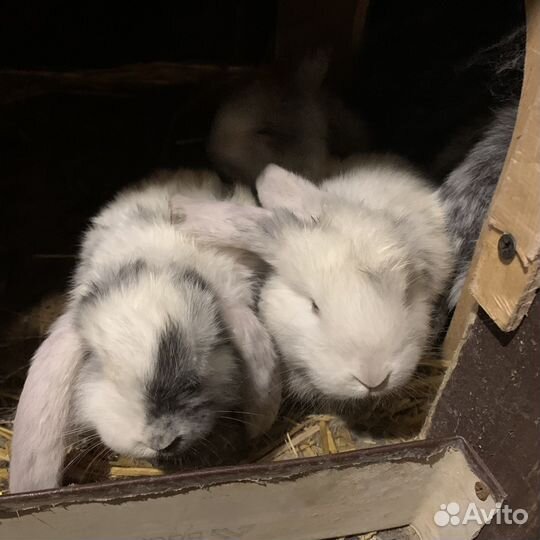 Кролик французский баран