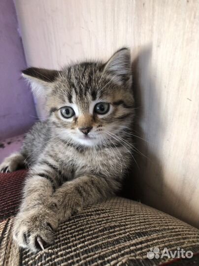 Кошка 1 месяц