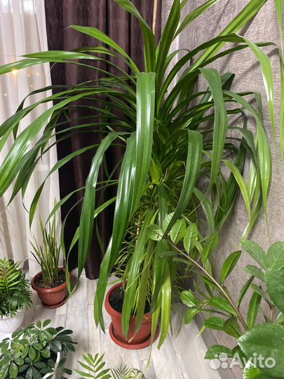 Пальма панданус