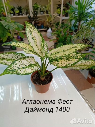 Аглаонема Микс