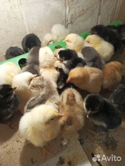 Цыплята суточные