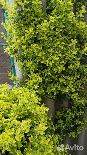 Деревья, кустарники