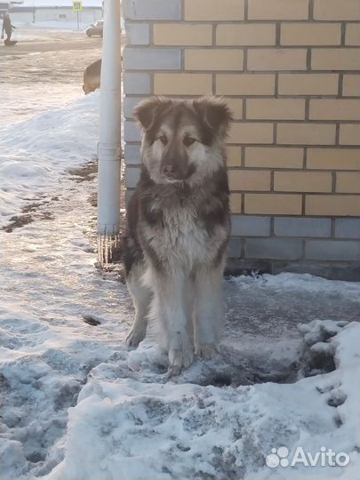 Ищет добрые ручки