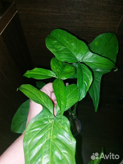 Сингониум моттлед