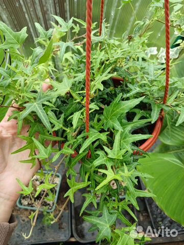 Плющ (хедера) в кашпо 2 купить в Москве | Товары для дома и дачи | Авито