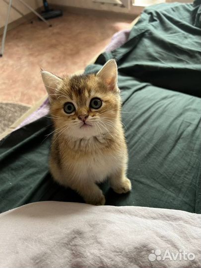 Шотландские котята