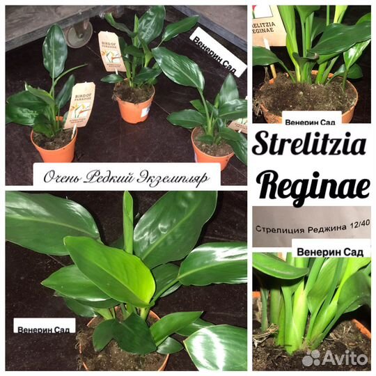 Цикас/ливистона/пахира/ховея/стрелиция/арека