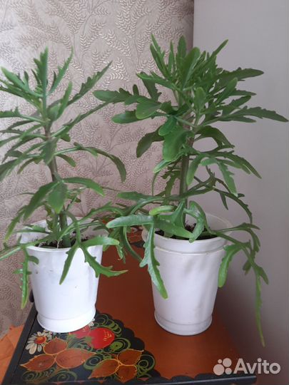 Комнатные цветы