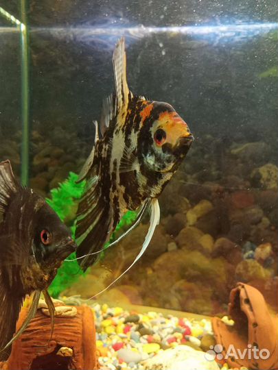 Аквариум на 100 л с тумбой и рыбками