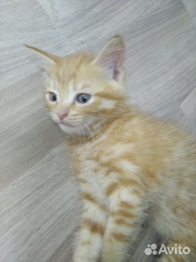 Рыжий котенок в добрые руки