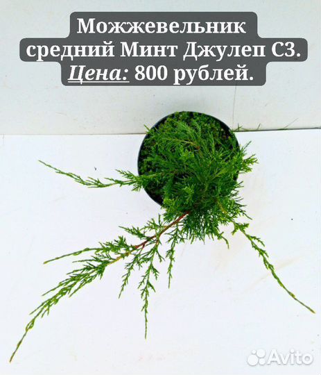 Можжевельники