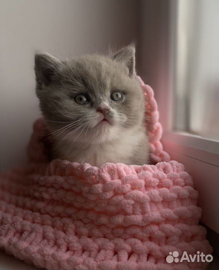 Британские породистые котята