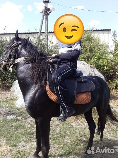 Лошади
