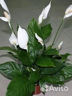 Комнатные цветы Спатифиллум 