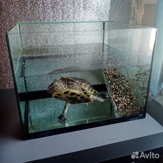 Черепаха с аквариумом