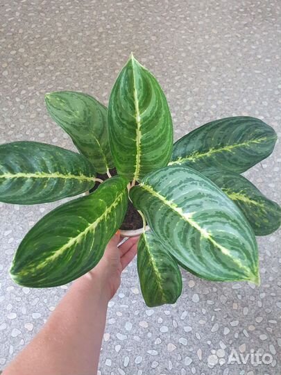 Калатея. Аглаонемы. Фил.Пеперомия