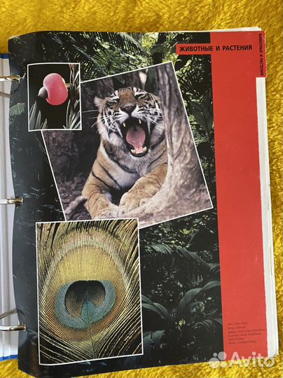 Древо познания, 9 папок. Полная коллекция