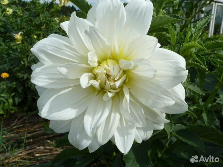 Георгины, картофель, котовник, пустырник и др