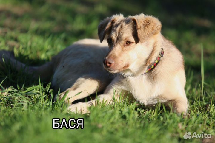 Диванные собачки в добрые руки