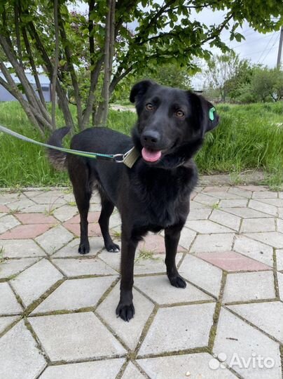 Молодая собачка в добрые руки