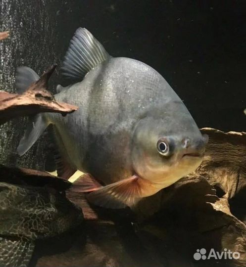 Аквариумные рыбки