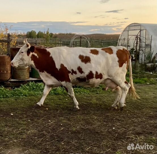 Корова стельная дойная