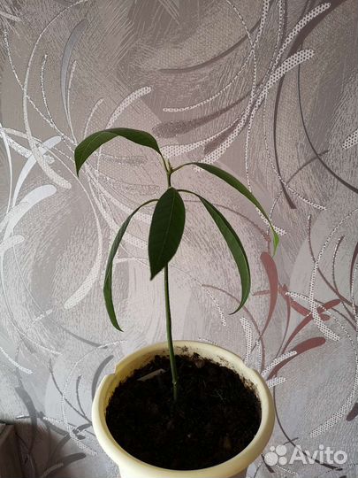 Манго растение