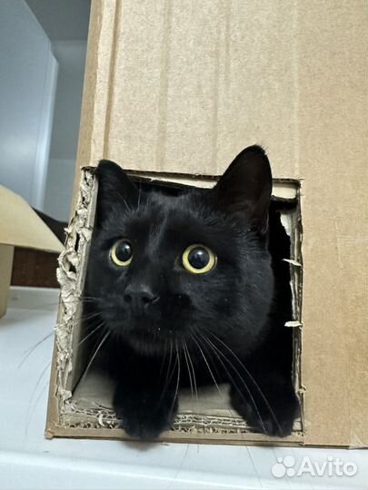 Котик ищет дом