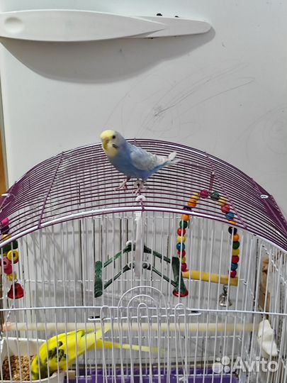 Волнистый попугай