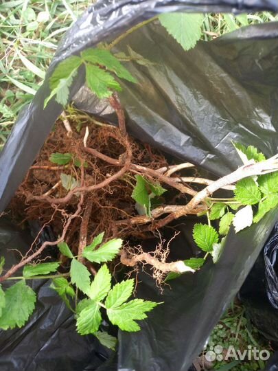 Саженцы малины