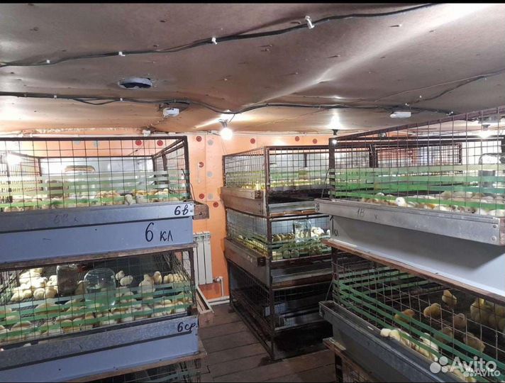 Продам цыплят