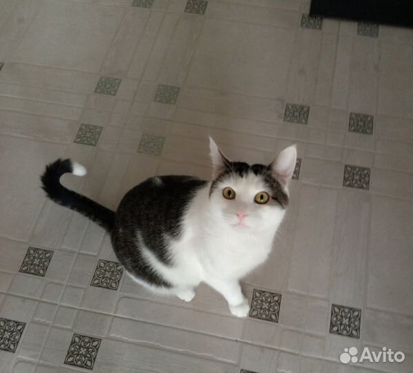 Котик в добрые руки