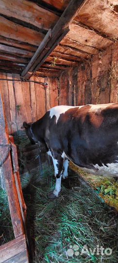 Продается корова