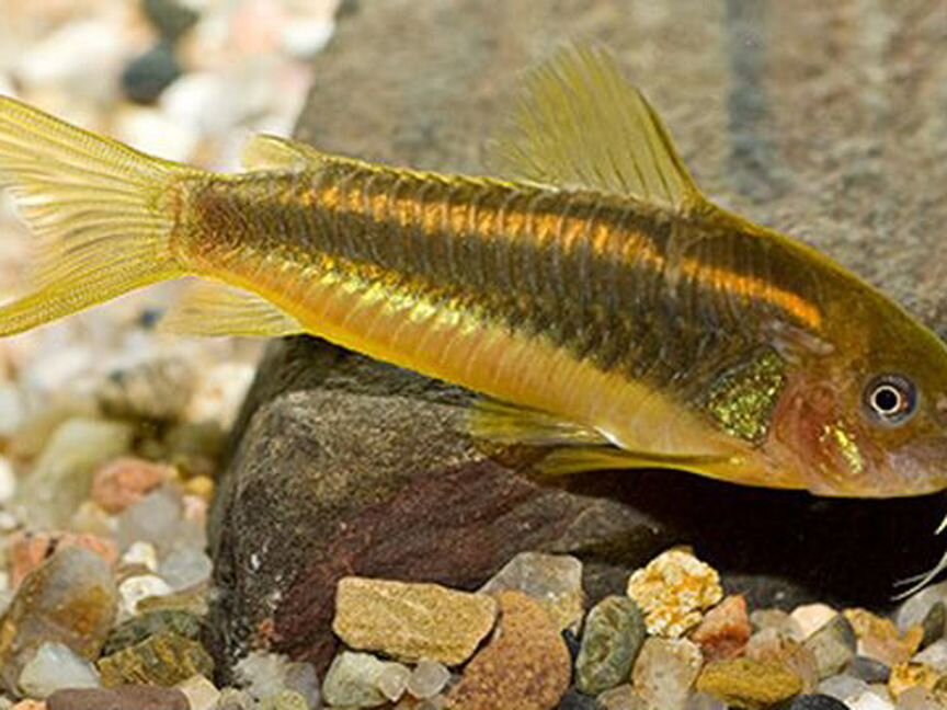 Коридорас Перу Оранж Страйп (Corydoras Aeneus Per