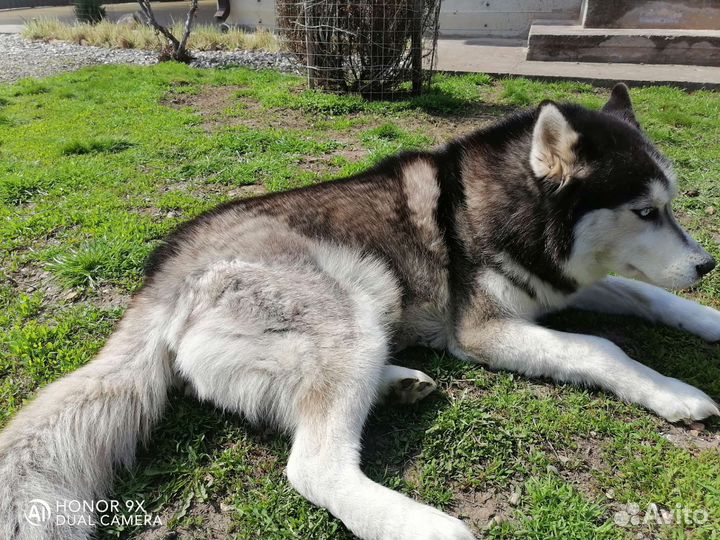 Сибирский хаски вязка